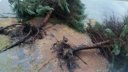 У Луцьку біля РАЦСу гроза повиривала ялинки (фото)