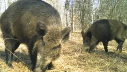 🐷 Допитливі п'ятачки: на Поліссі на прогулянку вийшли милі кабанчики (фото)