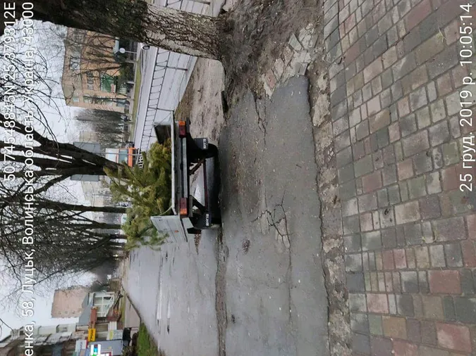 На вулицях Луцька незаконно продавали ялинки (фото)