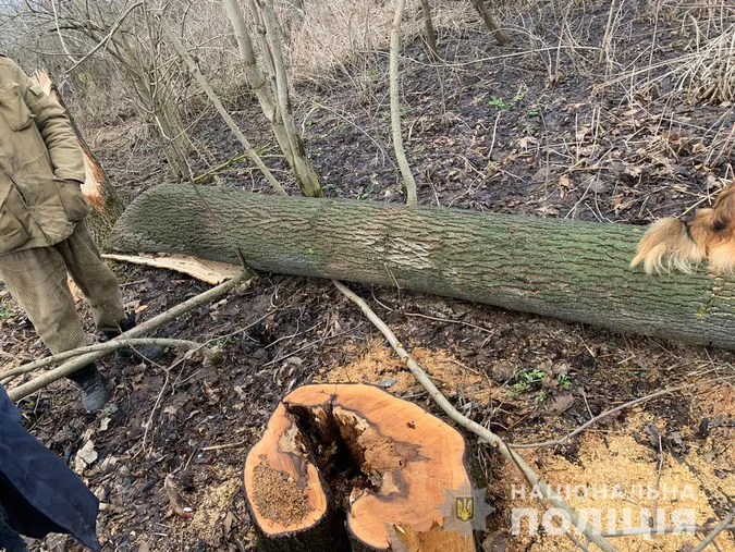 На Волині селянин нарубав дерев на 80 тисяч гривень (фото)