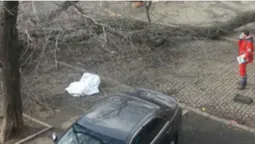 В Одесі сильний вітер повалив дерево, яке вбило жінку (фото, відео)