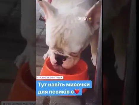 На обід з котом чи собакою: куди в Луцьку можна прийти з твариною