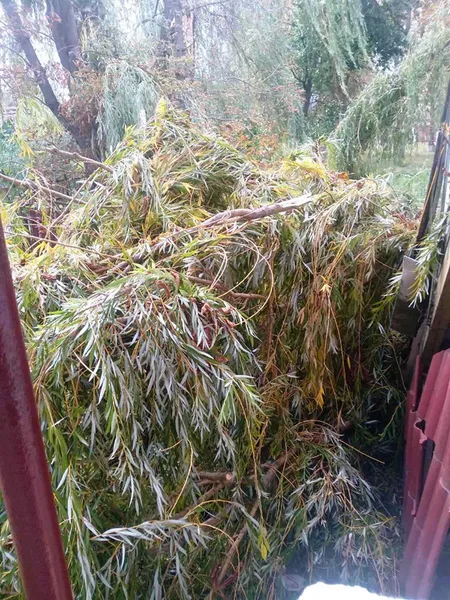 На Волині дерево вибило в гуртожитку вікно і знищило дах