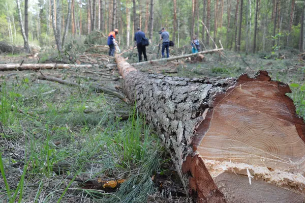 Як на Волині ведуть електронний облік деревини (фото)