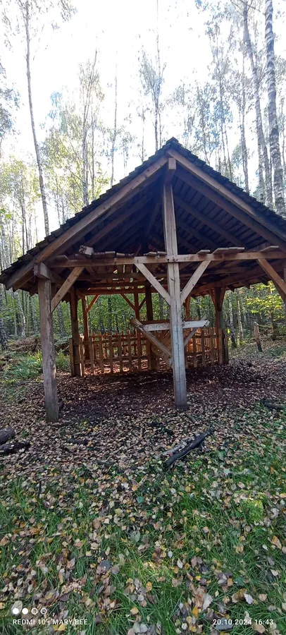 У лісах Волині з'явились гриби з лускою (фото)