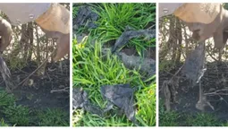 У Нововолинську показали, що містяни змивають в унітаз