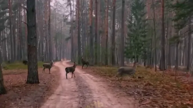 На Волині помітили ціле стадо диких оленів (відео)