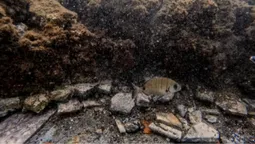 Поблизу Неаполя на дні моря знайшли неймовірну мозаїку часів Римської імперії