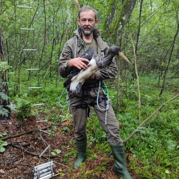 Через аномальну погоду гніздування неуспішне: у нацпарку на Волині закільцювали одне рідкісне пташеня