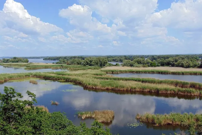 Кабани повернулися, є олені: хто живе у лісі на дні Каховського водосховища