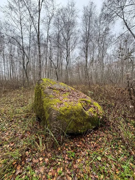 На Волині знайшли свідка льодовикової епохи, якому понад тисячу років (фото)