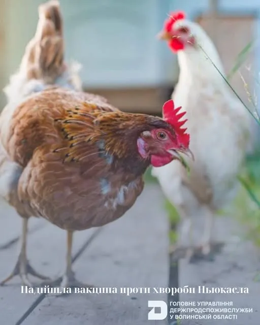 На Волині розпочали масову вакцинацію птиці від небезпечної хвороби