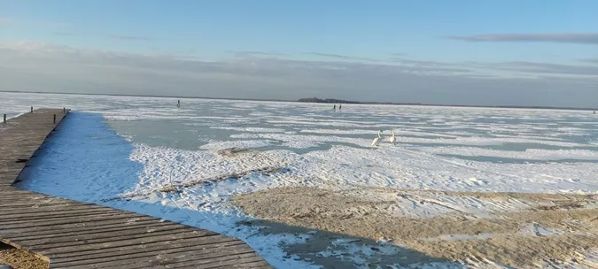 Суворі морози і крига на озерах: як зимують лебеді в нацпарку на Волині (фото)