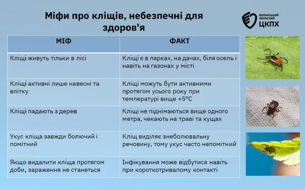 На Волині побільшало випадків смертельної хвороби, яку переносять кліщі