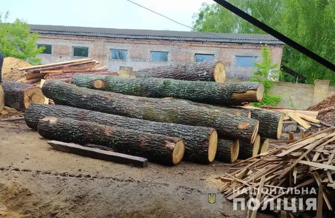 На Волині – масштабні самовільні порубки деревини