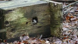 У нацпарку на Волині помітили рідкісного звірка (фото)