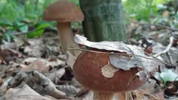 Як намальовані: волинянка «вполювала» повний кошик грибів на Любешівщині (фото)