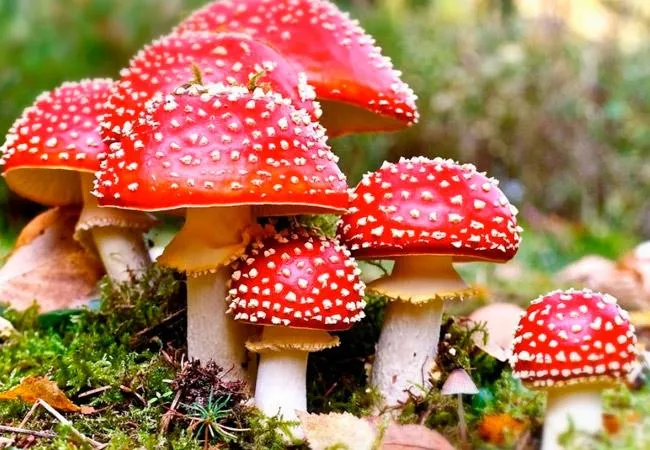 Не кладіть до кошика: 10 отруйних грибів, що ростуть в лісах України