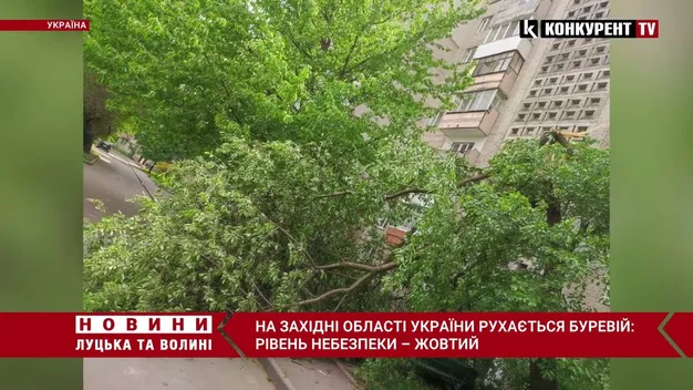 У Луцьку сильний вітер поламав дерева (фото, відео)
