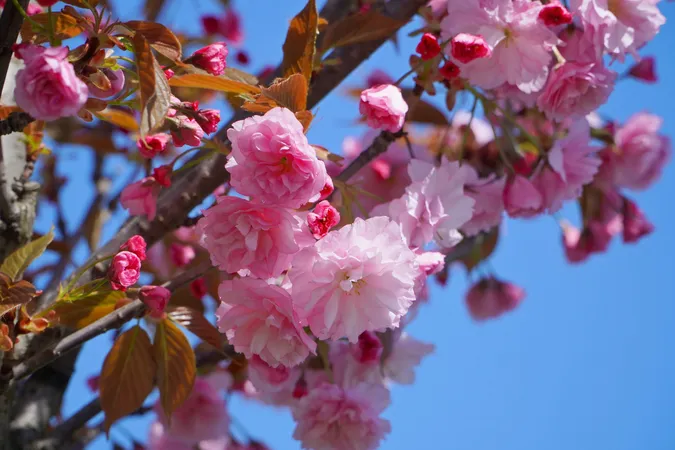 🌸 Неймовірне видовище: у місті на Волині розцвіли сакури (фото)