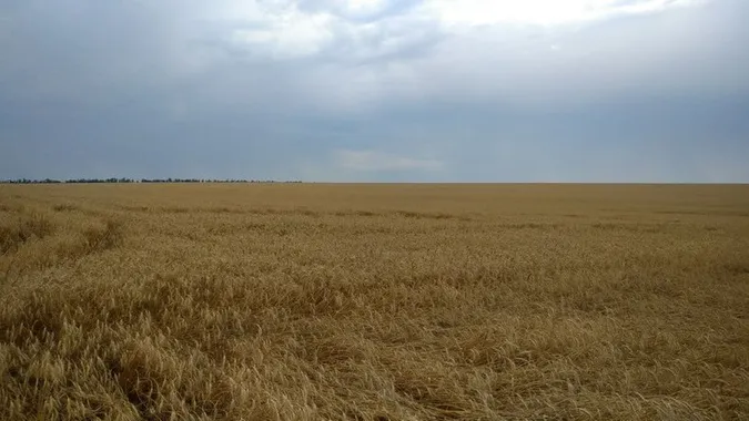 На Херсонщині окупанти не можуть вкрасти зерно, бо вже вкрали комбайни, – журналіст