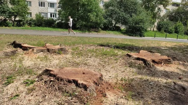 Тополі, клени і вербу: луцькому сквері зрізають дерева (відео)