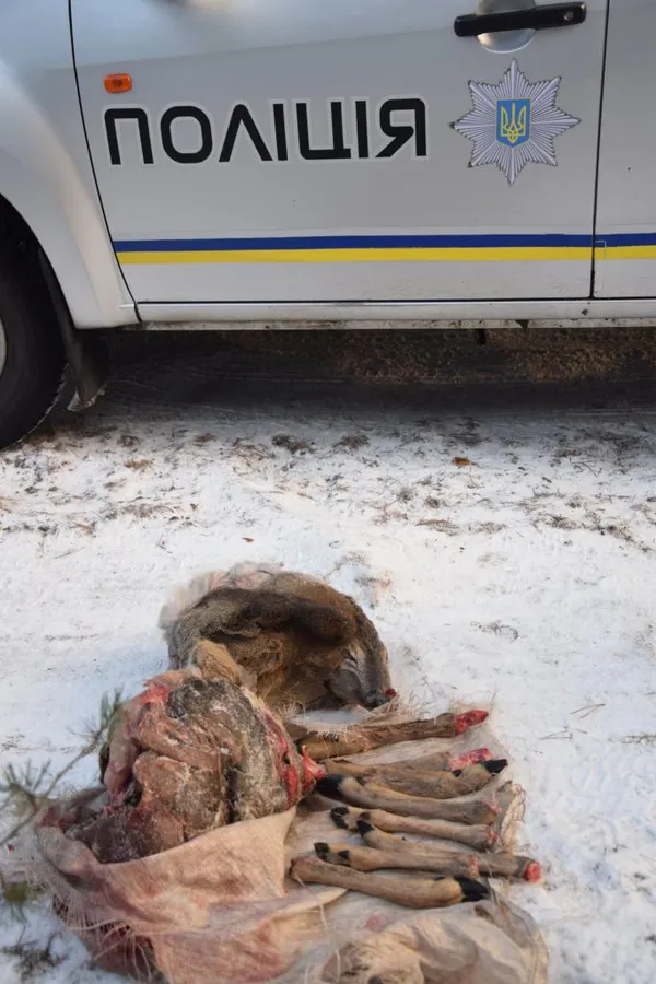У лісі на Волині знайшли рештки впольованих козуль і живу тварину в петлі (фото 18+, відео)