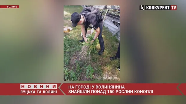 На городі у волинянина знайшли понад 150 рослин коноплі (фото)