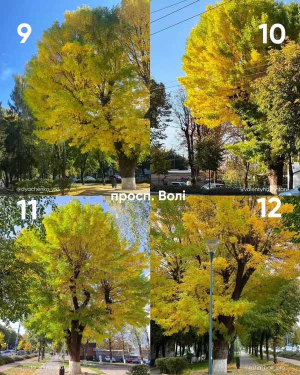 У Луцьку обирають найкрасивіше дерево міста (фото)