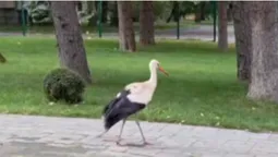 У центрі Луцька гуляв «діловий» лелека (відео)