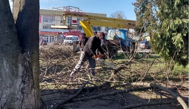 У місті на Волині зрубають понад 100 аварійних дерев