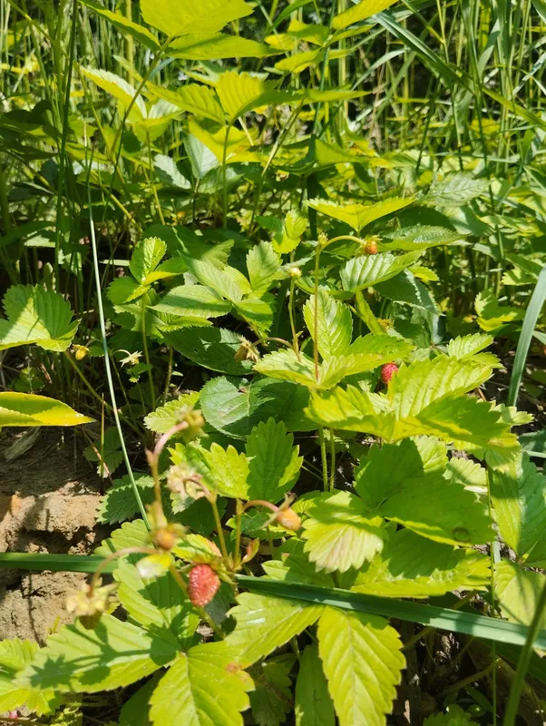 Неподалік від Луцька знайшли перші чорниці (фото)