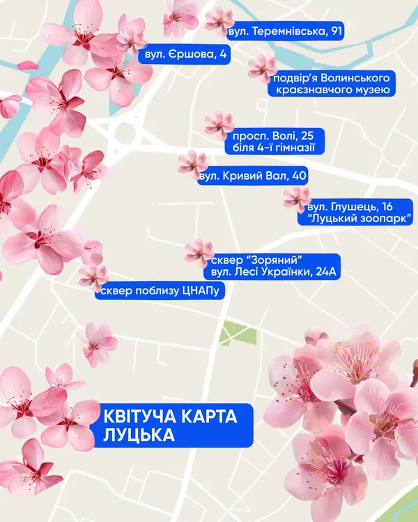 🌸 Де у Луцьку розквітли сакури (мапа локацій)