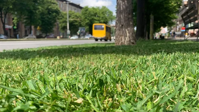 Не вище 15 сантиметрів: лучан змусили скосити траву (фото)