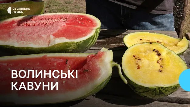 Зелені смугастики: як у селі Волині вирощують кавуни (фото, відео)