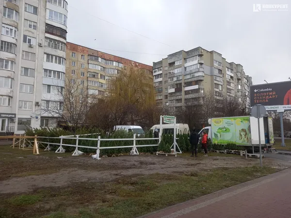 Від 80 до 800 гривень: які живі ялинки вже можна купити в Луцьку (фото, відео)