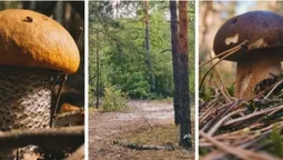 Красноголовці, білі, парасольки: попри суху погоду, у лісі на Волині збирають гриби (фото)