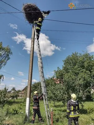 На Волині врятували лелеку, який заплутався у мотуззі і зламав лапу (фото)