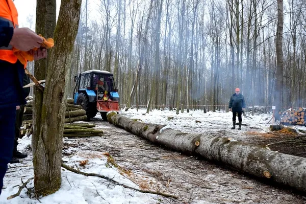 Підвезення дерева до місця, де здійснюватиметься розкряжування