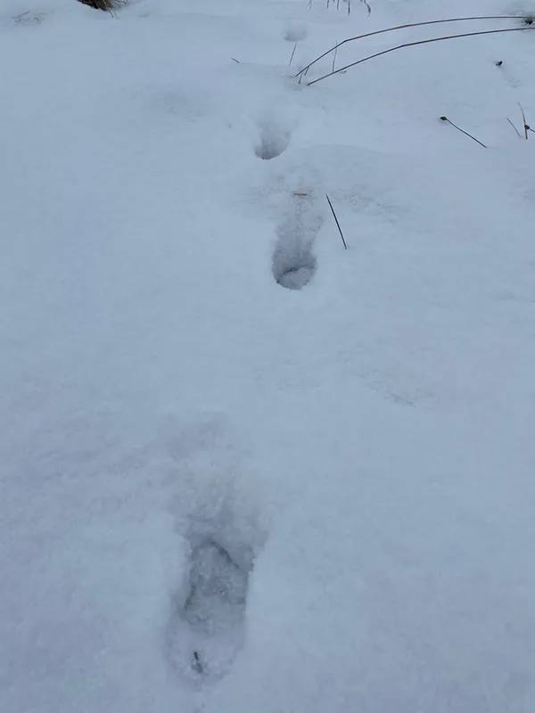 Хижаків побільшало: які тварини водяться у Шацькому нацпарку (фото)