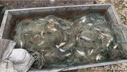 На Волині батько із сином сітками натягали риби на 38 тисяч гривень