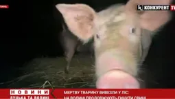 😱 У волинських селах гинуть свині: тварин вивозять до річок та лісу
