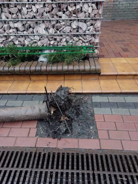 У центрі Луцька в пішохідній зоні впало дерево (фото)