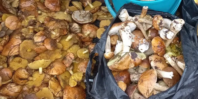 Волиняни назбирали багажник грибів на двох (фото)