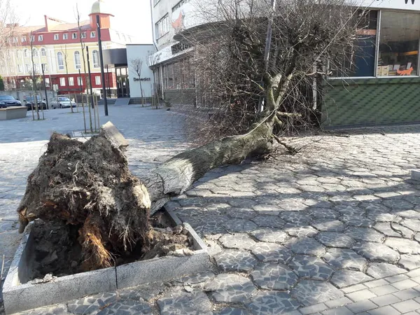 У центрі Луцька на магазин впало дерево (ФОТО)