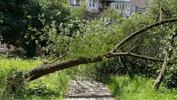 Стовбур розтрощило навпіл: у Луцьку штормовий вітер поламав дерева (фото)