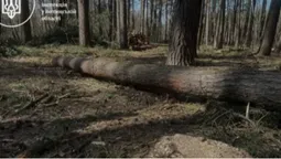 На Волині викрили незаконну вирубку сосен: відкрито кримінальне провадження (фото)