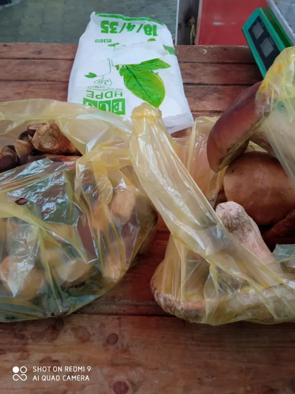Продають торбами і відрами: скільки коштують гриби на ринках  у Луцьку (фото)