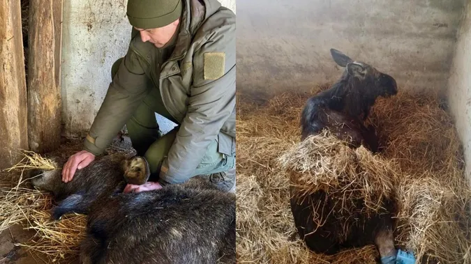 Лосиці, яку збив 23-річний волинянин, ампутували ноги