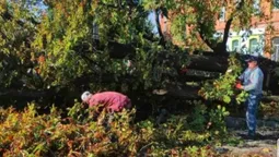 У Володимирі негода вирвала величезне дерево з корінням (відео)